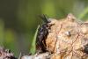 Diprion sp.